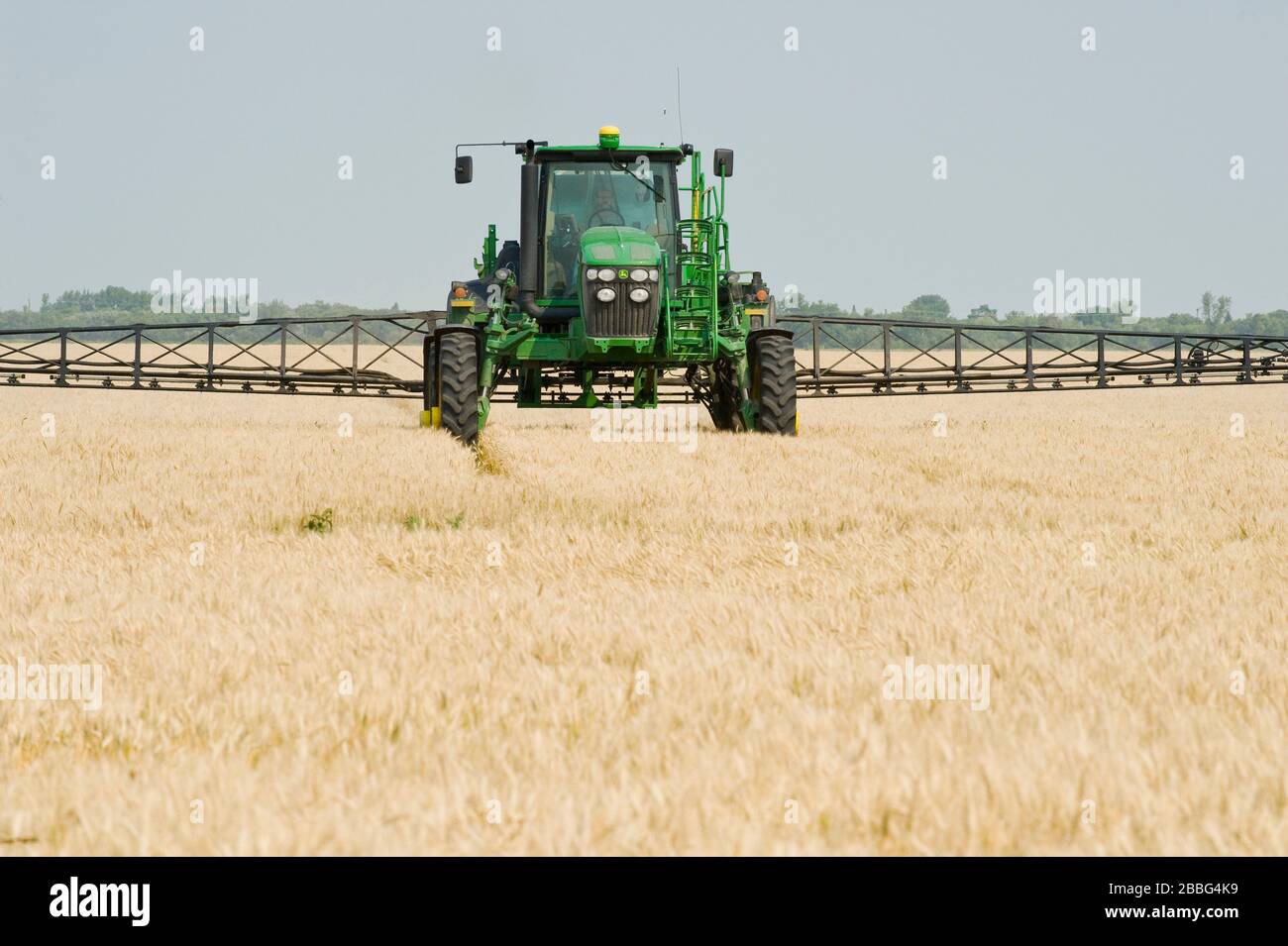 a high clearance sprayer gives a chemical application of preharvest herbicide on mature wheat , Manitoba, Canada Stock Photo