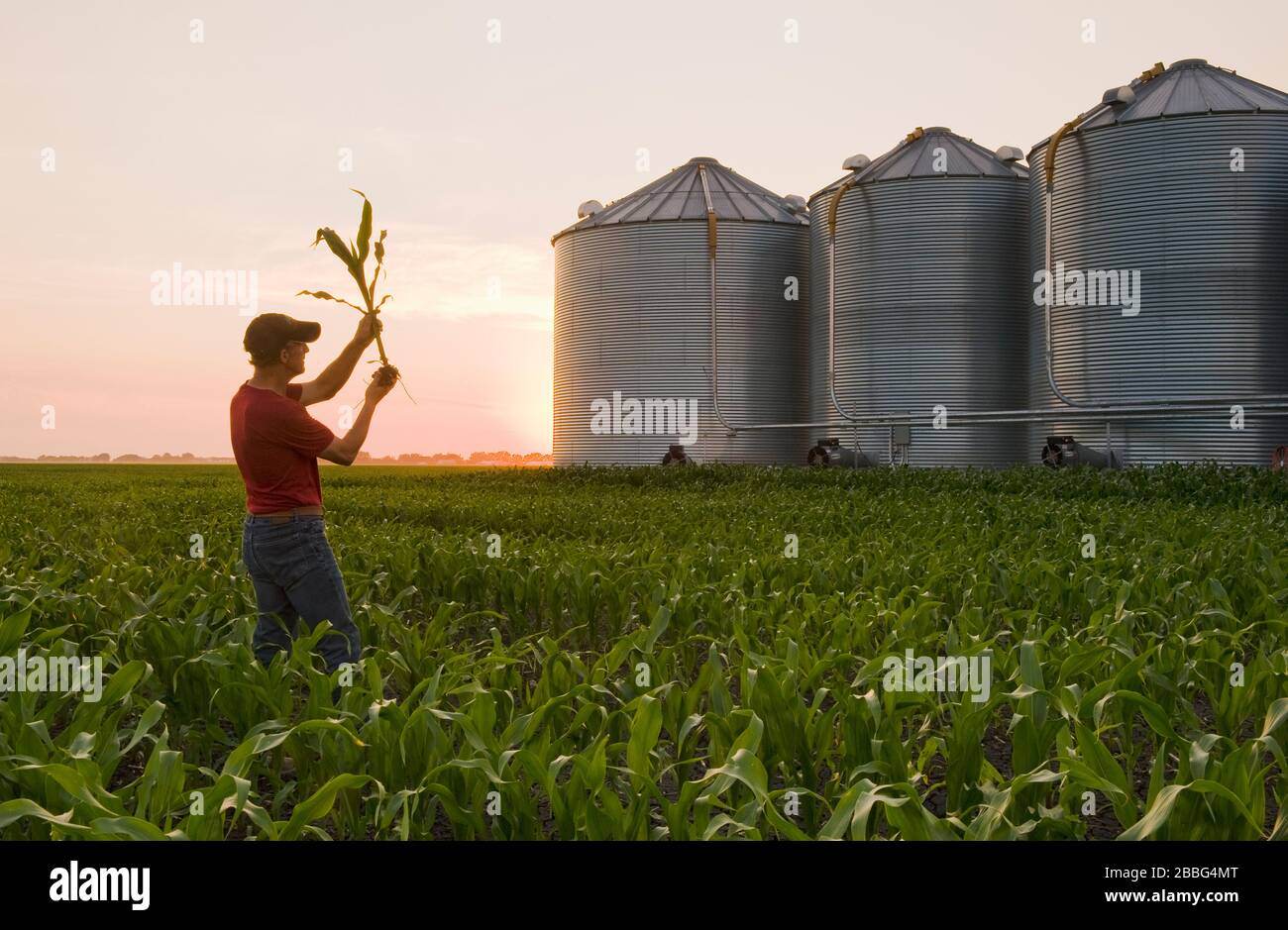 a farmer examines corn in field of feed/grain corn with grian storage bins in the background, Manitoba, Canada Stock Photo