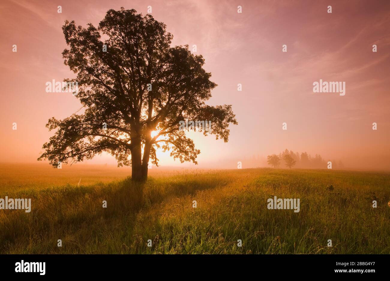 oak tree on a misty morning in Birds Hill Provincial Park, Manitoba