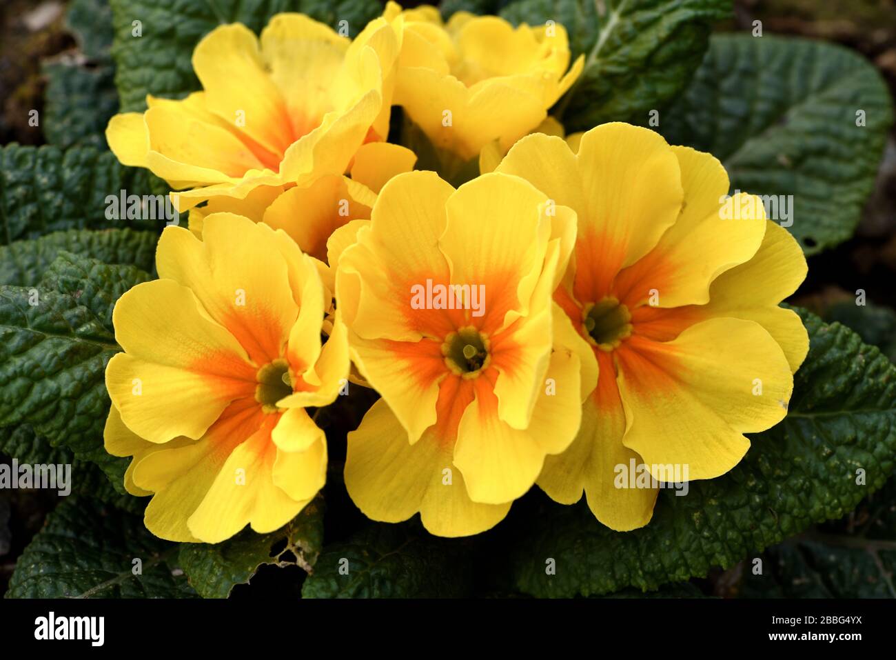 Closeup of a yellow primrose in flower. Stock Photo