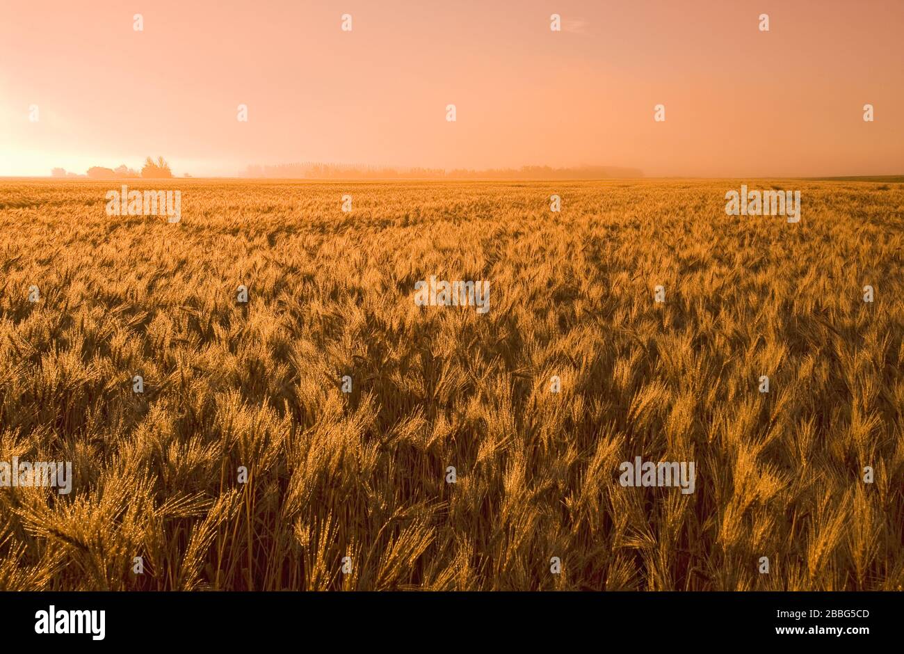 a field of mature, harvest ready spring wheat on a misty morning, near Dugald, Manitoba, Canada Stock Photo