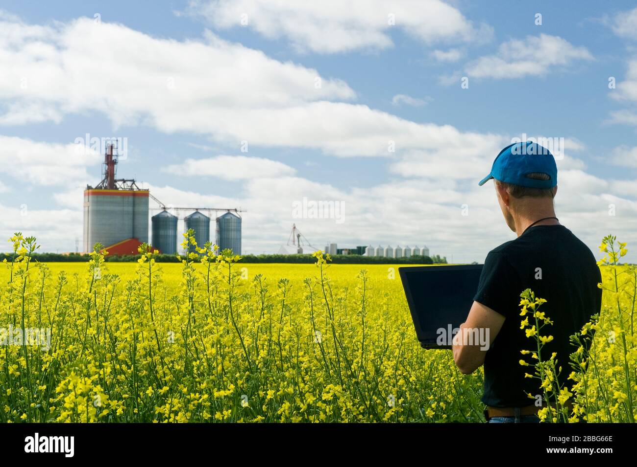 a man uses a computer in a bloom stage canola field,  inland grain terminal in the background, Brunkild, Manitoba, Canada Stock Photo