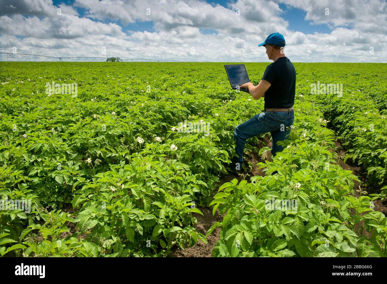 a man uses a laptop computer in a mid growth potato field, the Tiger Hills, Manitoba, Canada Stock Photo