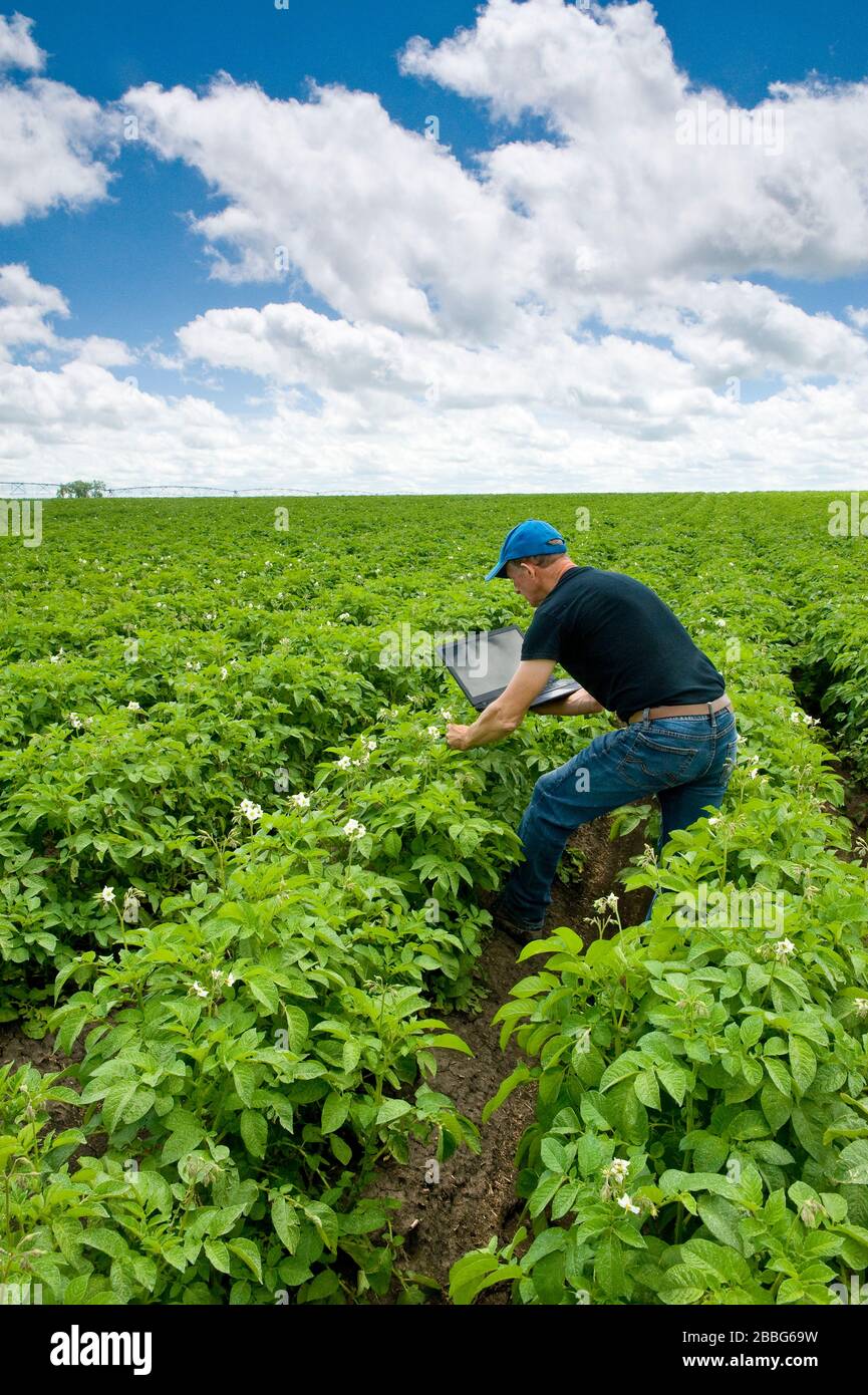 a man uses a laptop computer in a mid growth potato field, the Tiger Hills, Manitoba, Canada Stock Photo