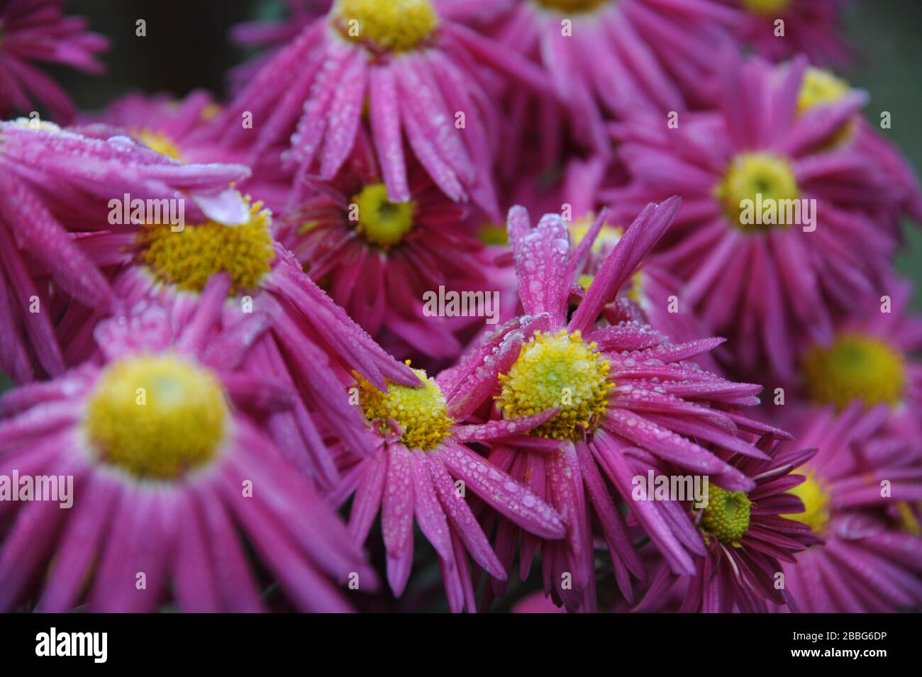 frozen pink daisy-like Chrysantemum blossoms Stock Photo