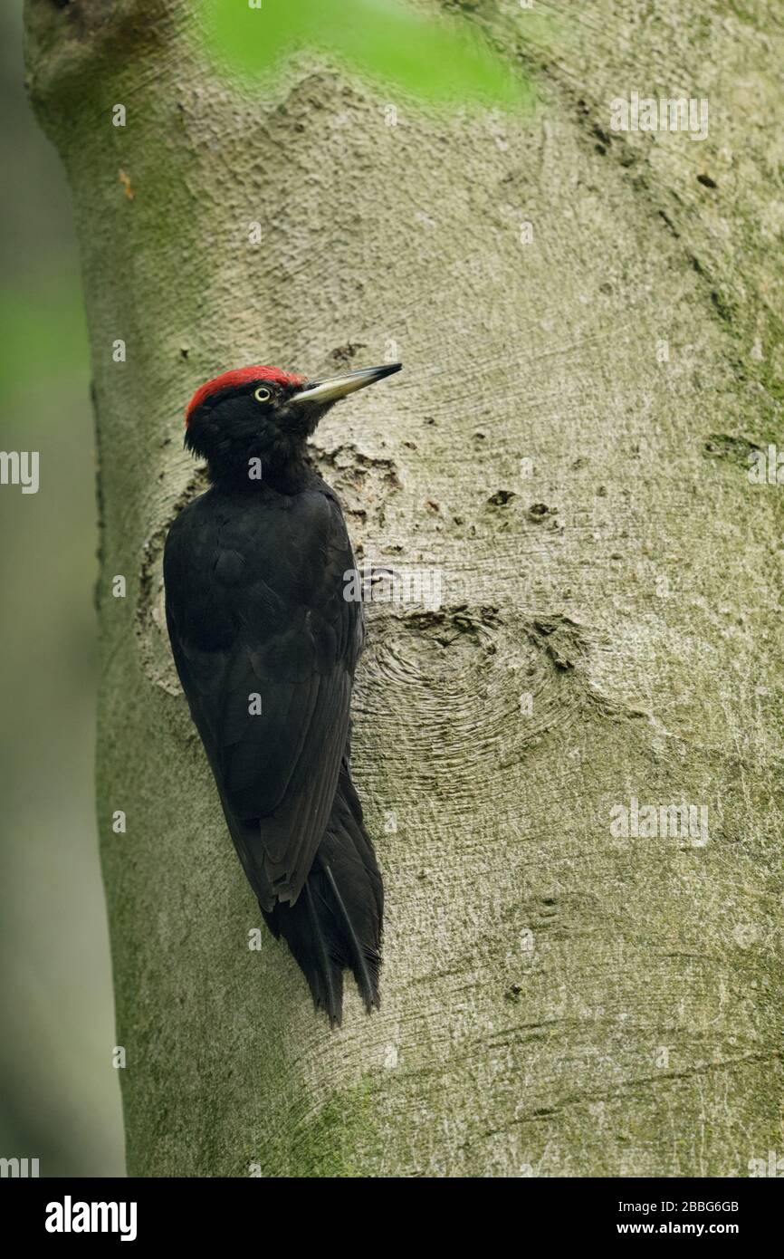 Black Woodpecker ( Dryocopus martius ) adult male, grasping on tree trunk, watching around, turning back, backside view, wildlife, Europe. Stock Photo