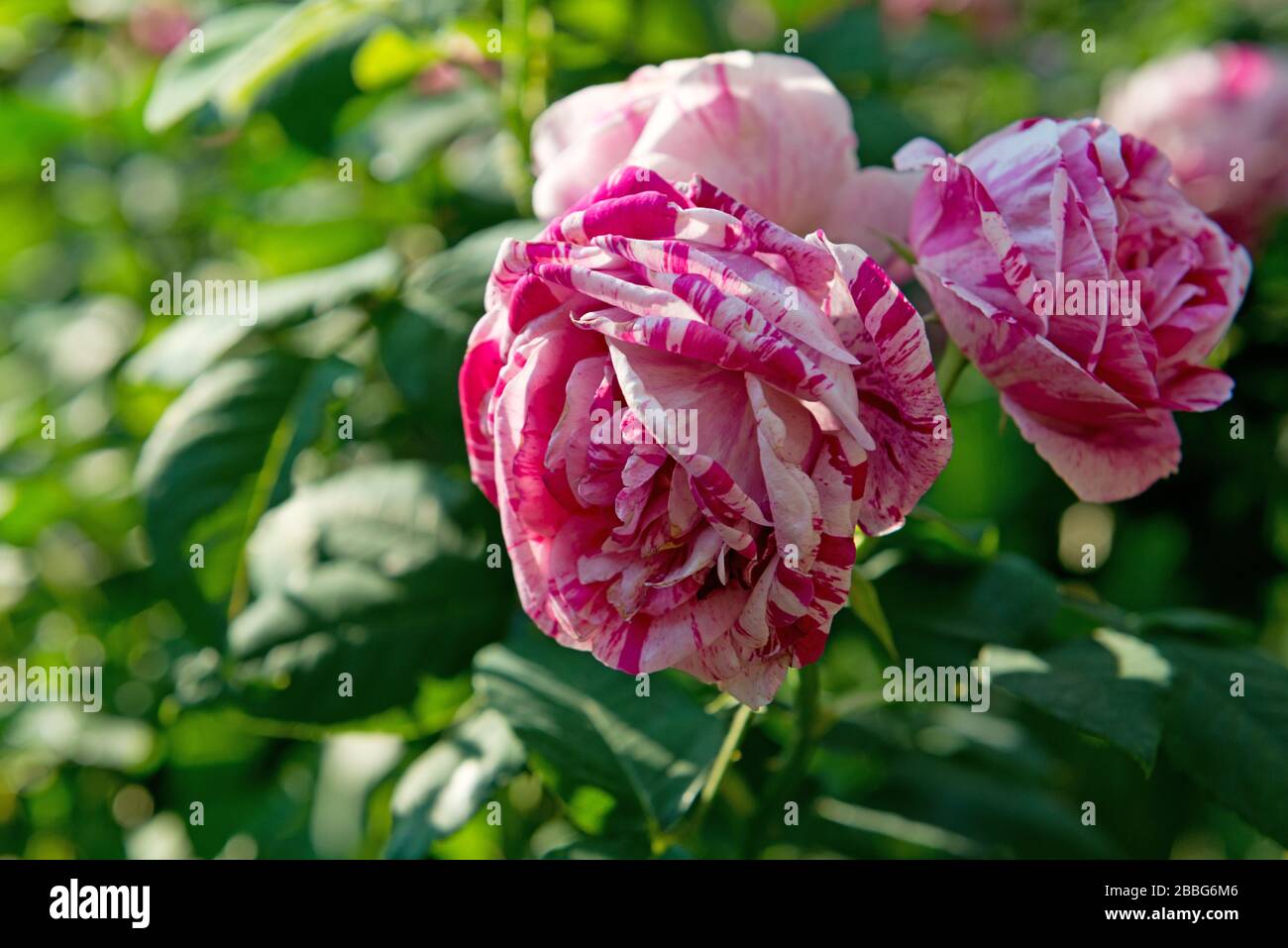 details of english roses in summer garden Stock Photo Alamy