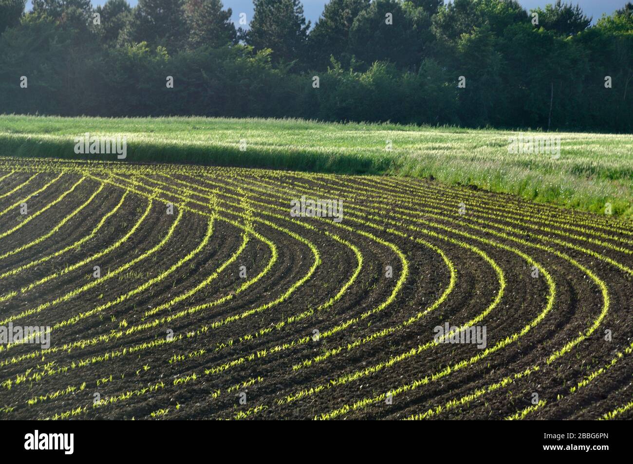 Corn field in Spring in Brittany Stock Photo - Alamy