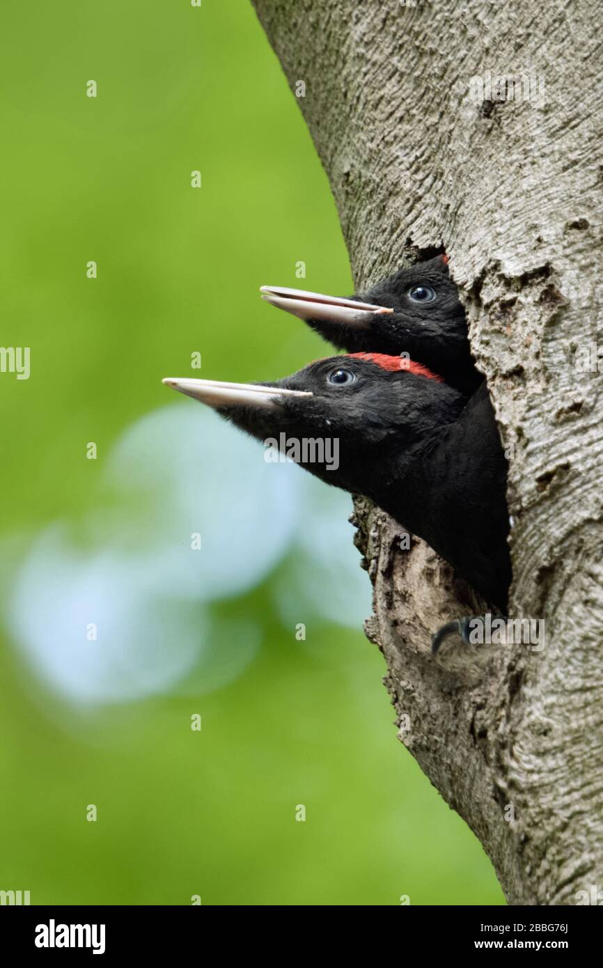 Black Woodpecker ( Dryocopus martius ) young birds in nest hole, male and female together, watching out of nest hole, looks funny, wildlife, Europe. Stock Photo