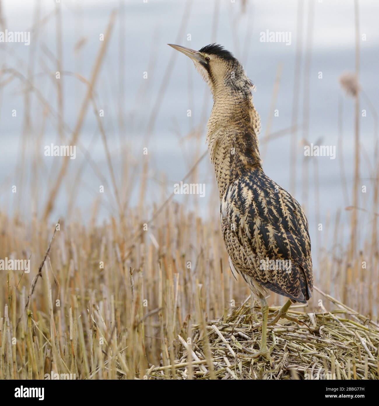 Avetoro comun reeds hi-res stock photography and images - Alamy
