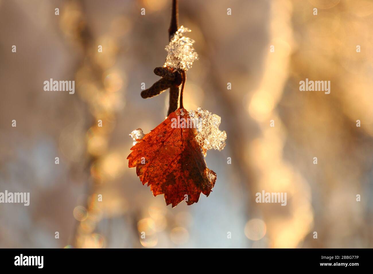 Winter light highlights ice crystals on a Silver birch leaf in central Norway, northern Europe. Stock Photo