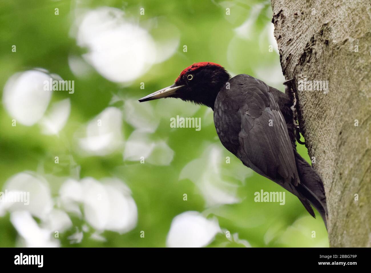 Black Woodpecker ( Dryocopus martius ) adult male, perched high up in a beech, watching back, turning around, wildlife, Europe. Stock Photo