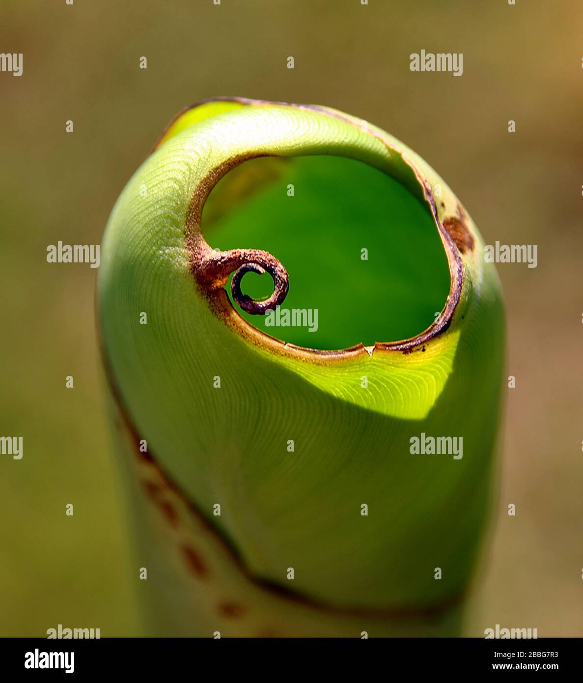 Banana shoot sprouting Stock Photo