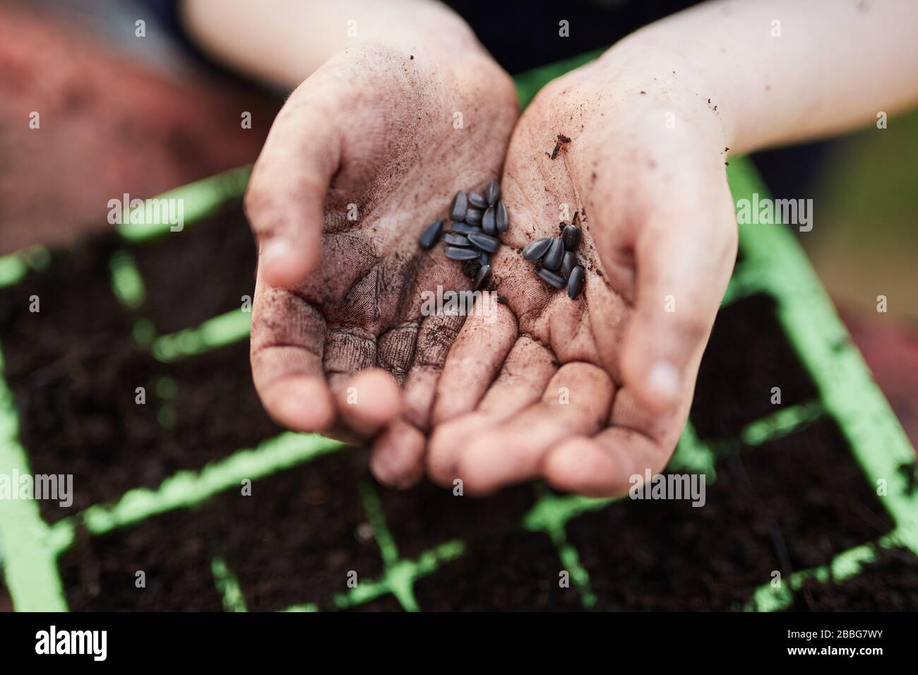 A pair of Primary school aged children hands holding plant seeds above green plastic seed trays Stock Photo