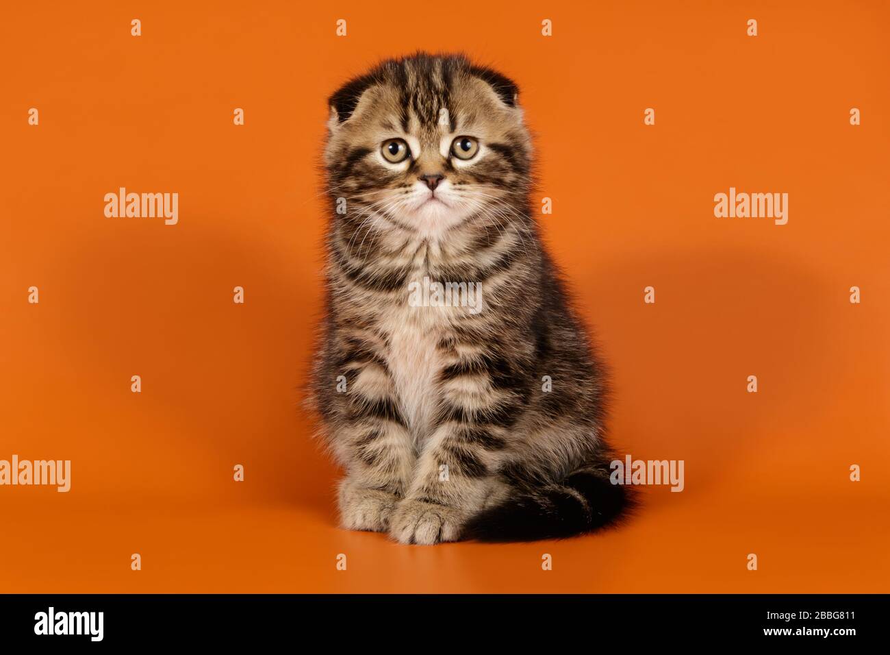 Studio photography of a scottish fold shorthair cat on colored ...