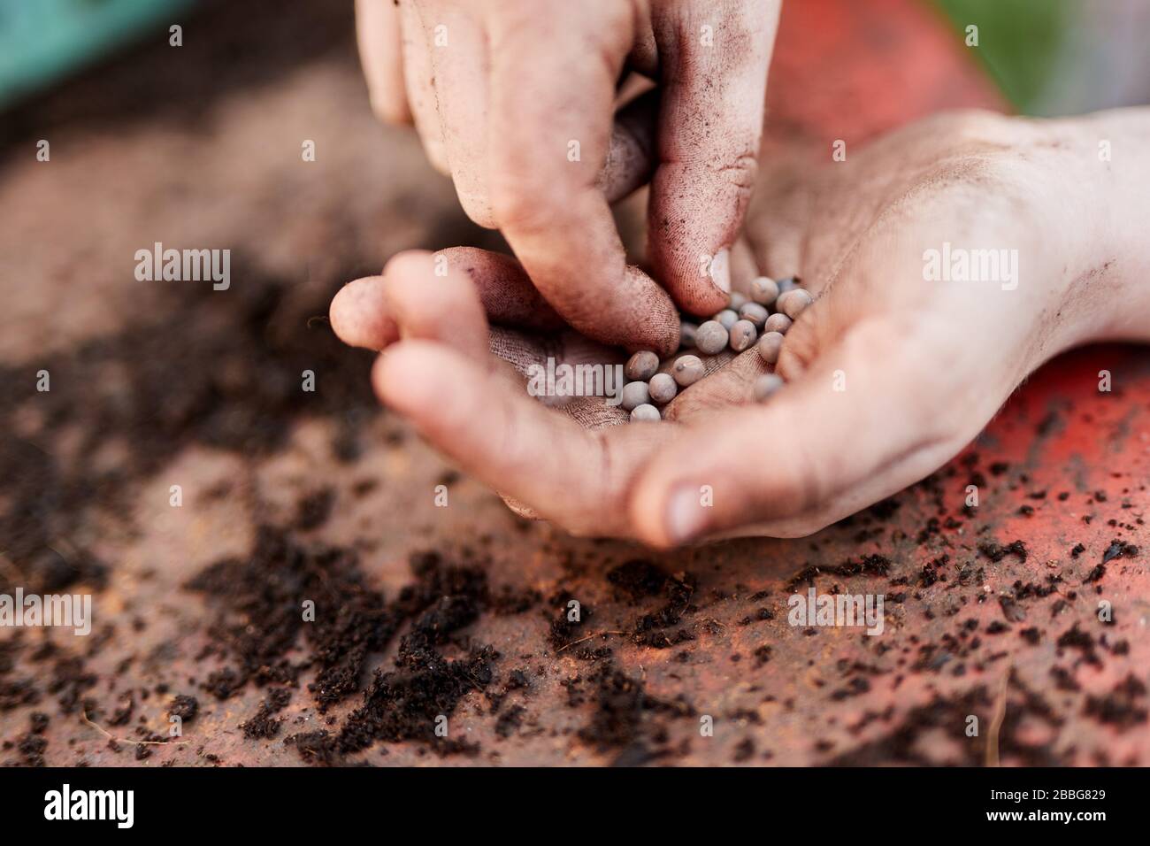 A pair of Primary school aged children hands holding plant seeds Stock Photo