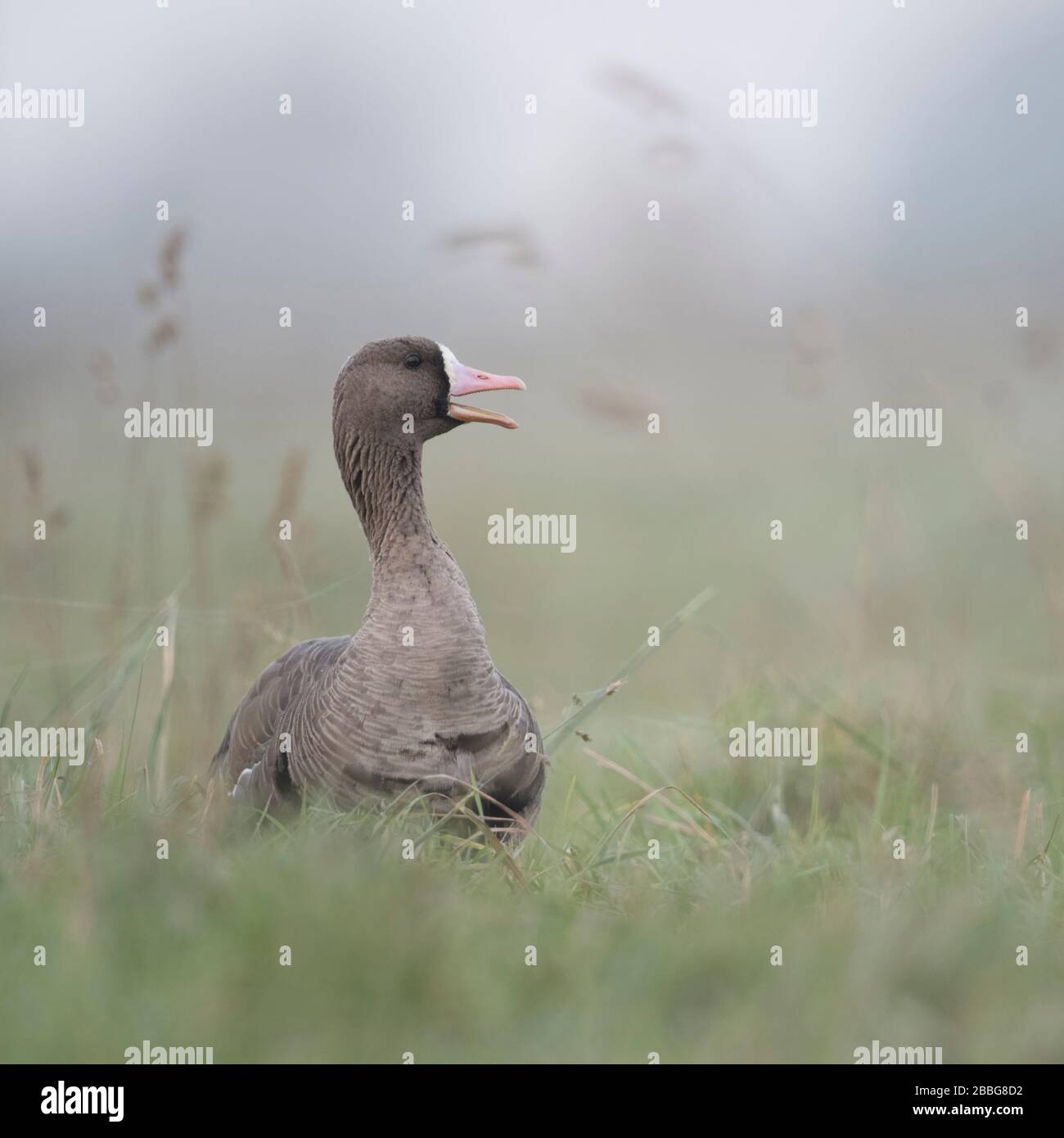 Greater White-fronted Goose / Blaessgans ( Anser albifrons ), adult, resting, sitting in high grass of a meadow, calling, wildlife, Europe. Stock Photo