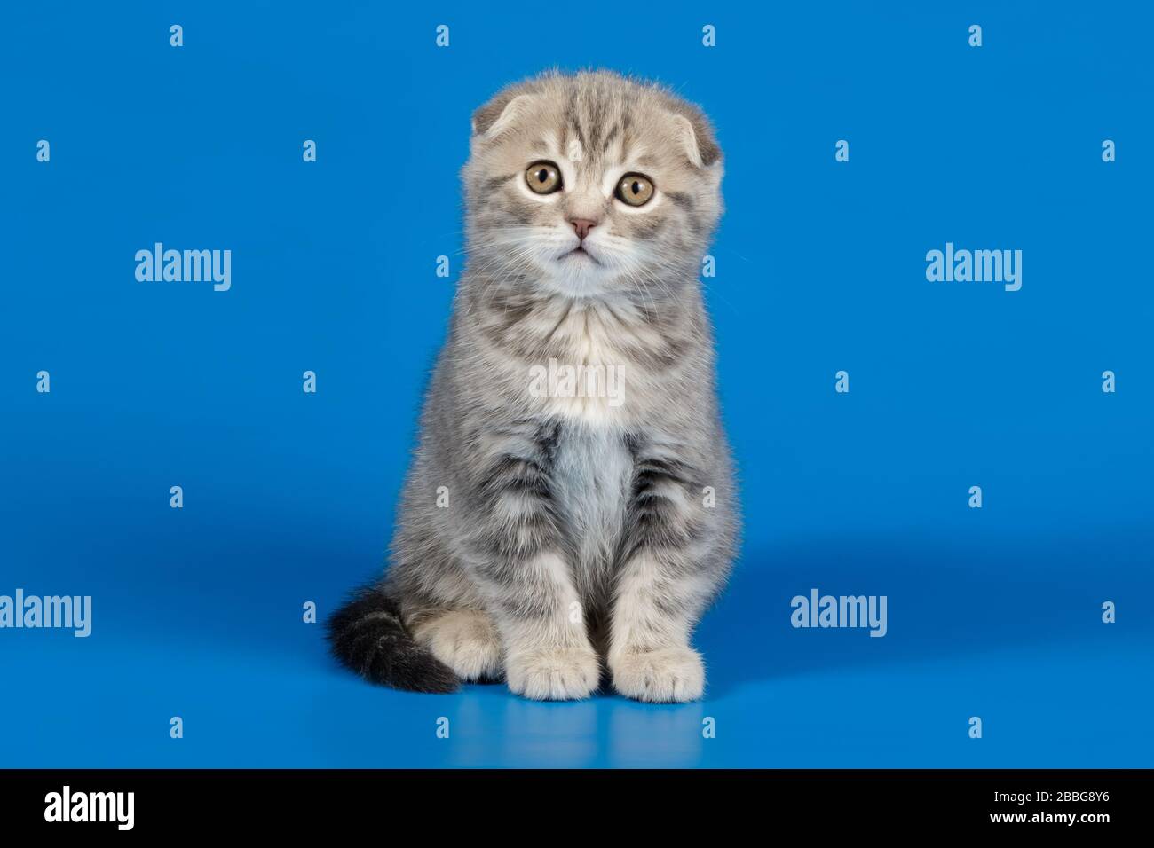 Studio photography of a scottish fold shorthair cat on colored ...