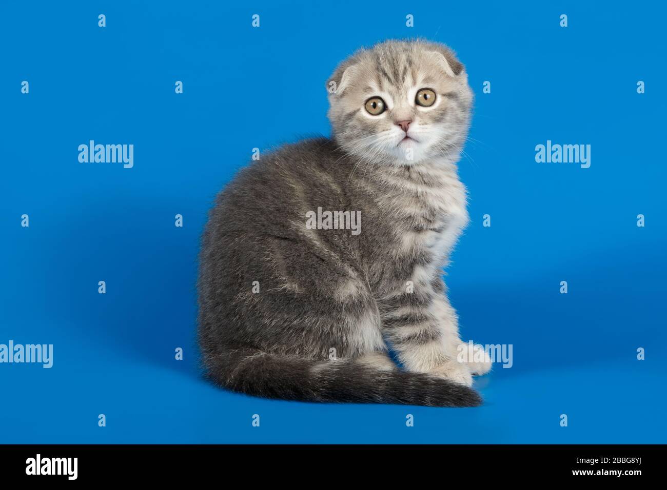 Studio photography of a scottish fold shorthair cat on colored ...