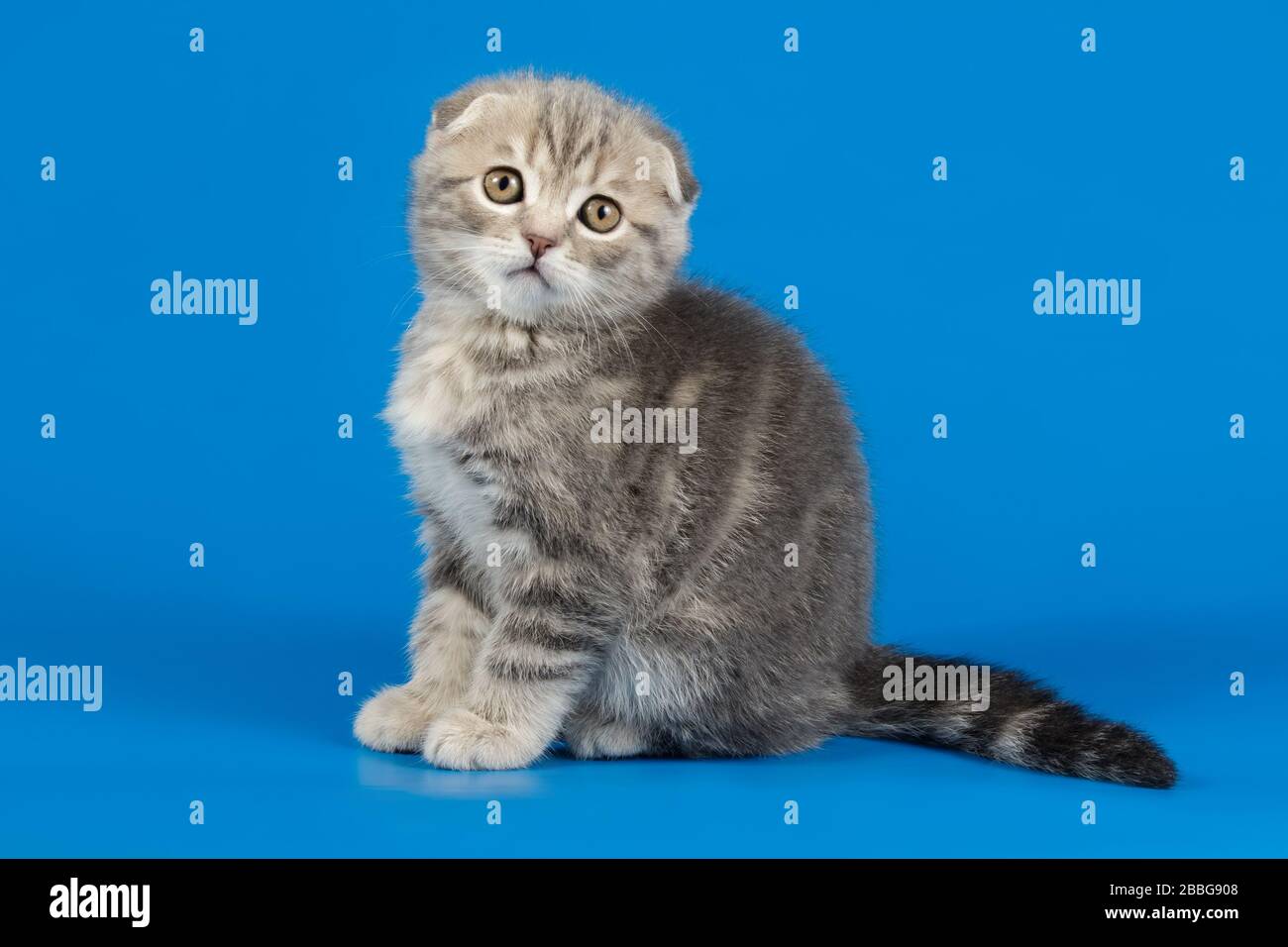 Studio photography of a scottish fold shorthair cat on colored ...
