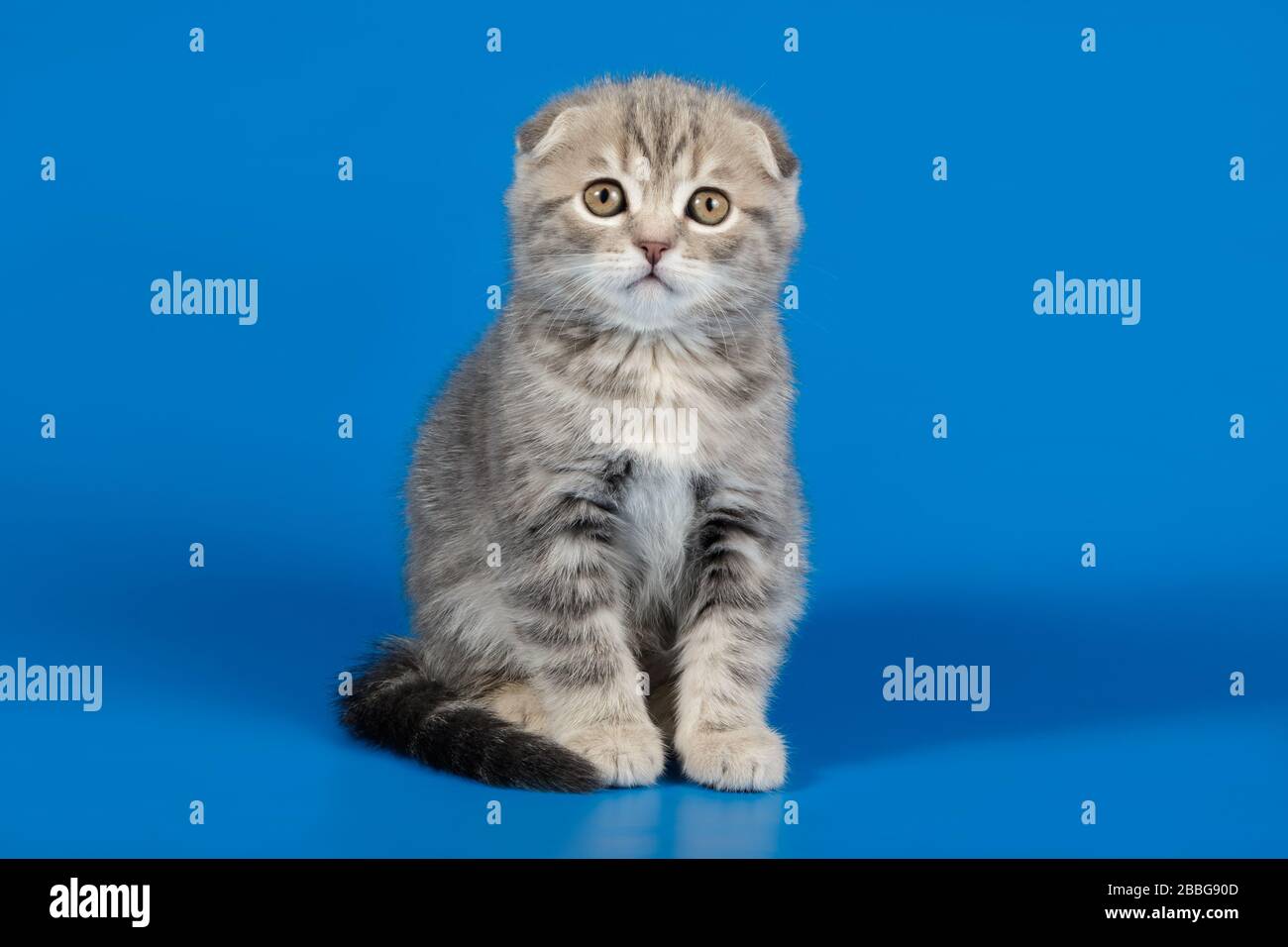Studio photography of a scottish fold shorthair cat on colored ...
