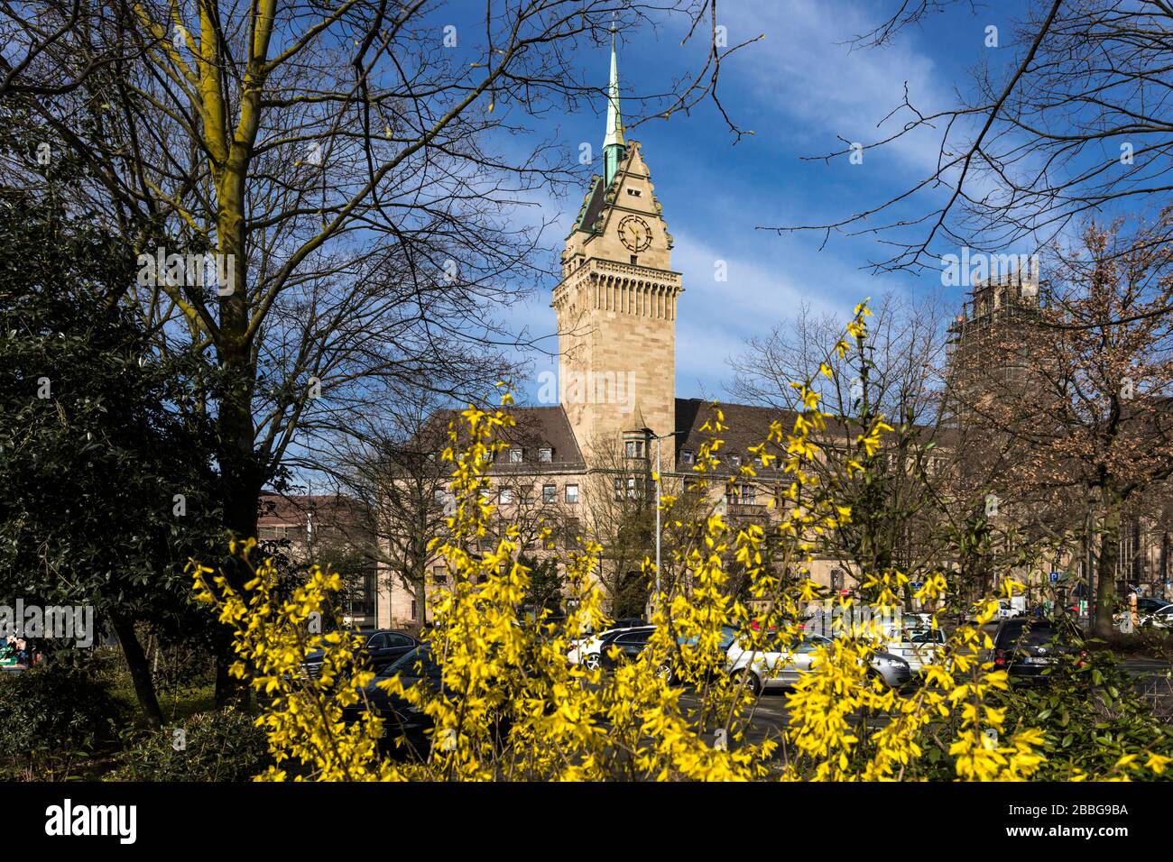 The spring bloomer forsythia in front of the Duisburg town hall. Stock Photo