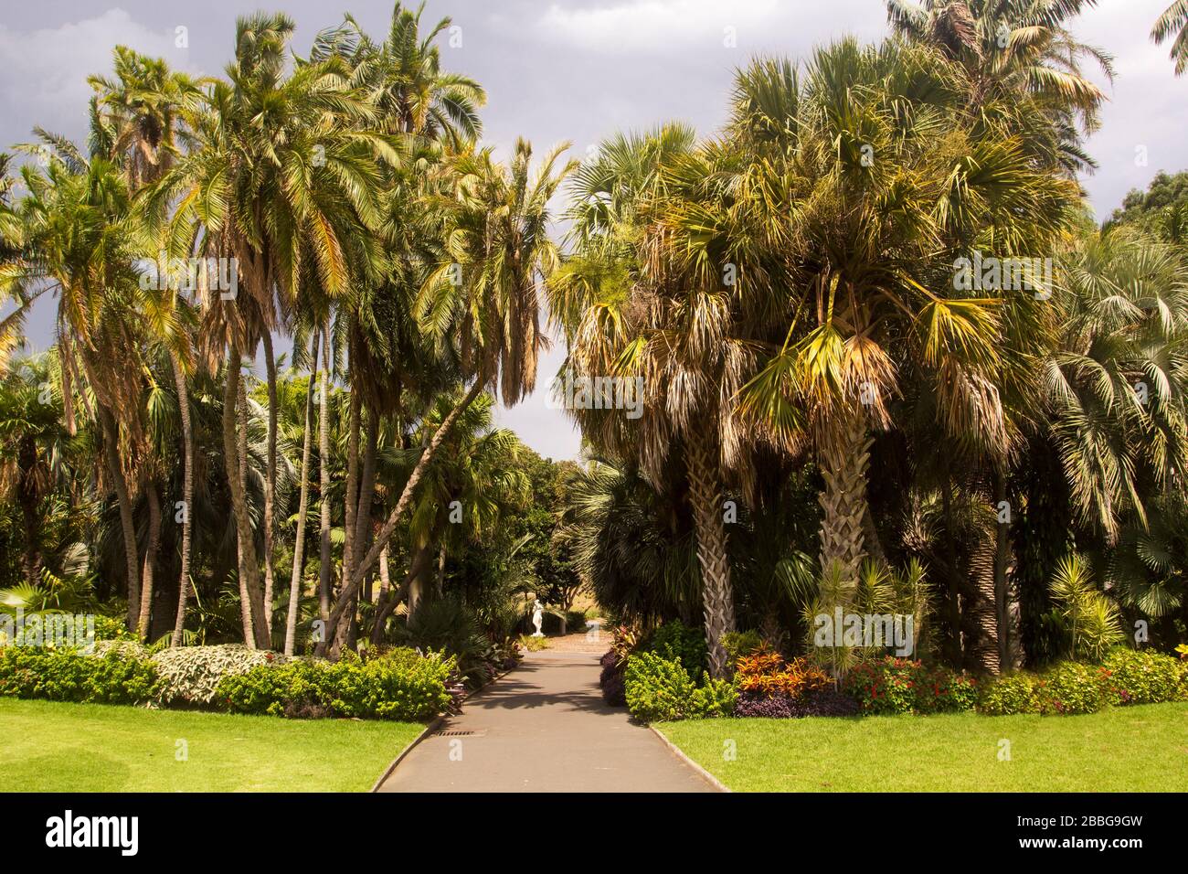 Palm trees in Royal Botanic Garden, Sydney, Australia Stock Photo