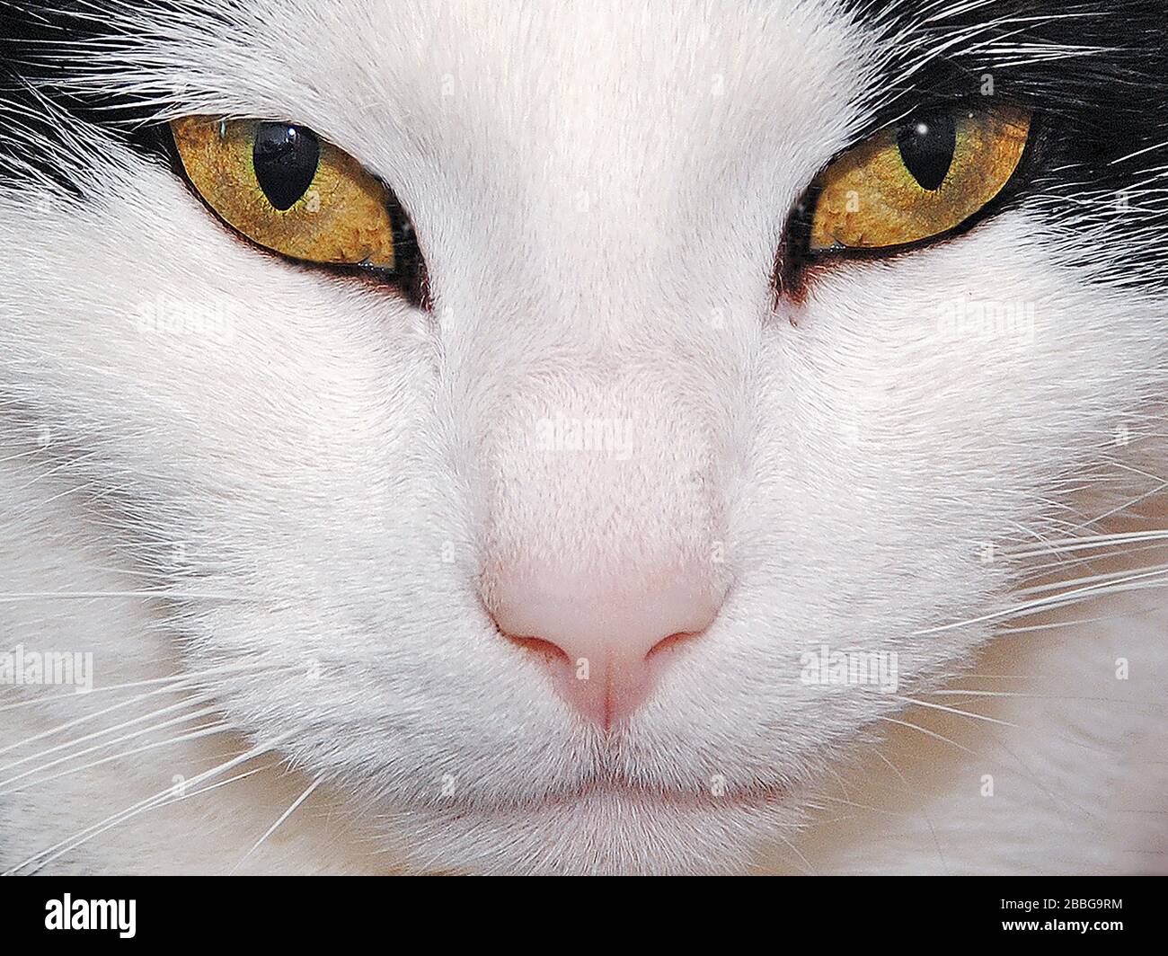 White cat's face full on staring eyes, very sharp with clean fur. Stock Photo