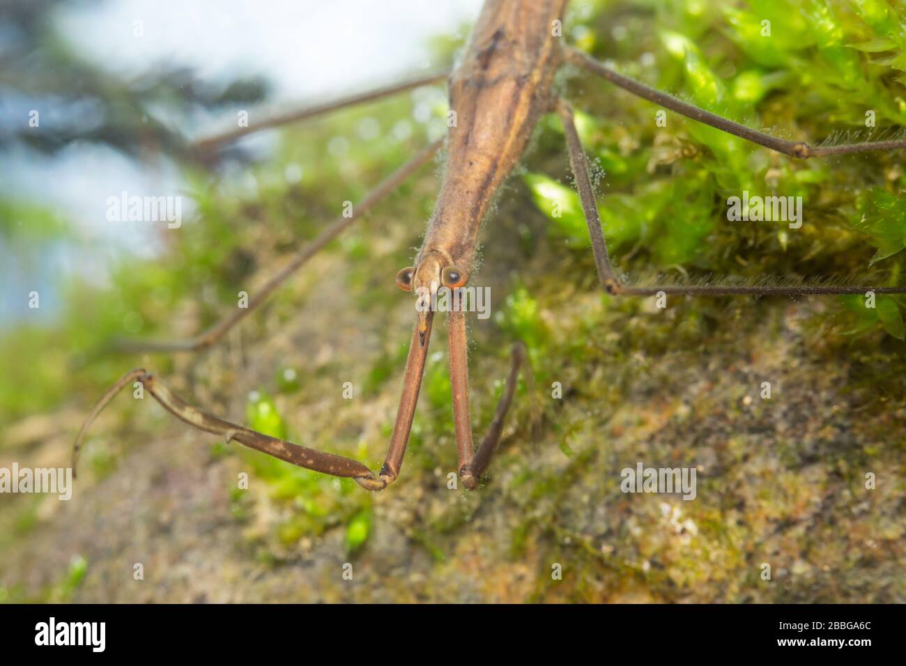 Needle bug (Ranatra linearis) Stock Photo