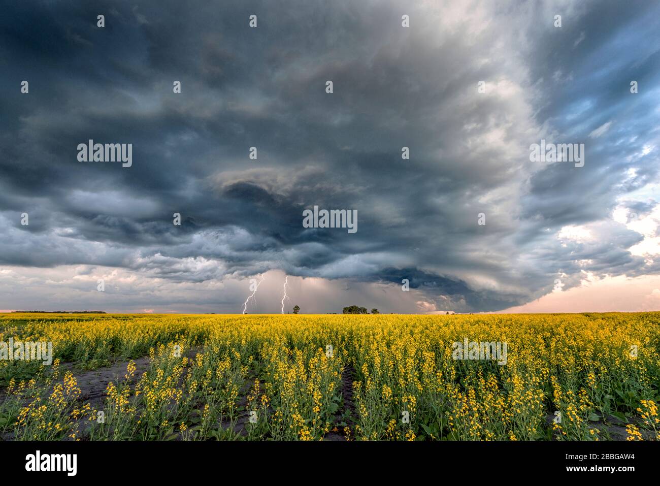 Storm with lightning flashing over canola field in rural southern ...