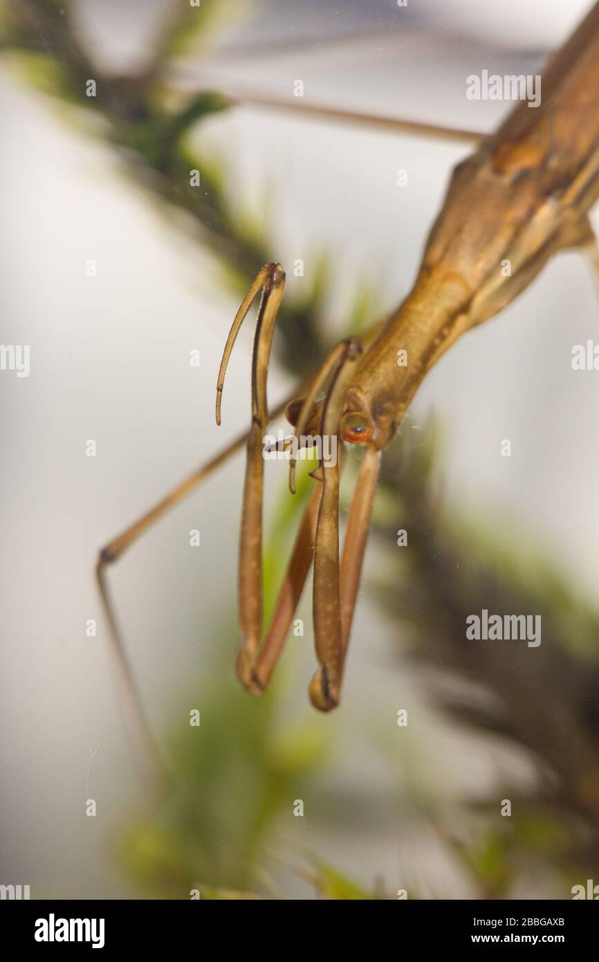 Needle bug (Ranatra linearis) Stock Photo