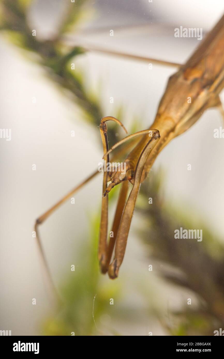 Needle bug (Ranatra linearis) Stock Photo