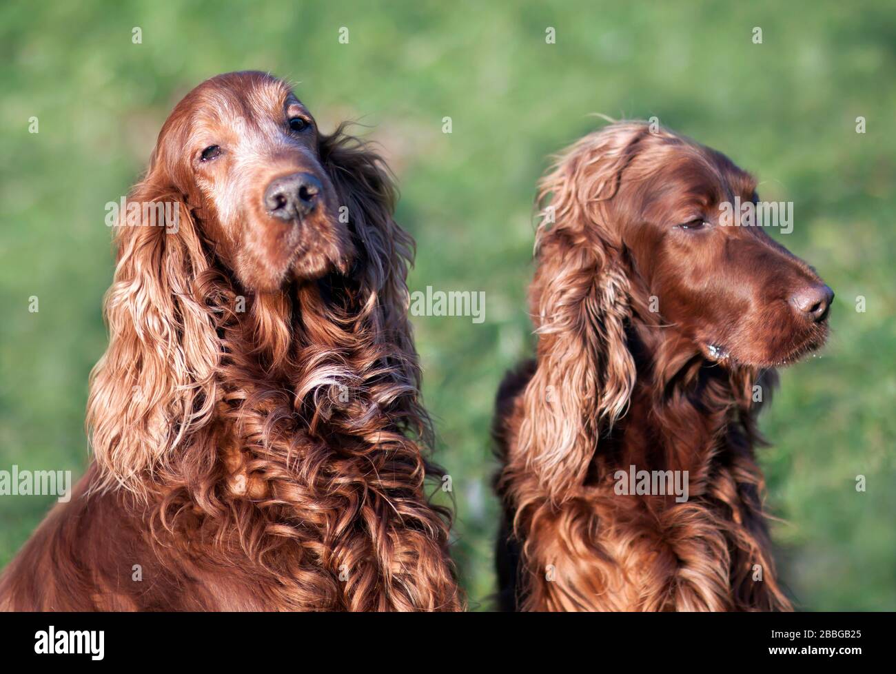 Dog love and care, beautiful furry irish setter dogs waiting for grooming Stock Photo