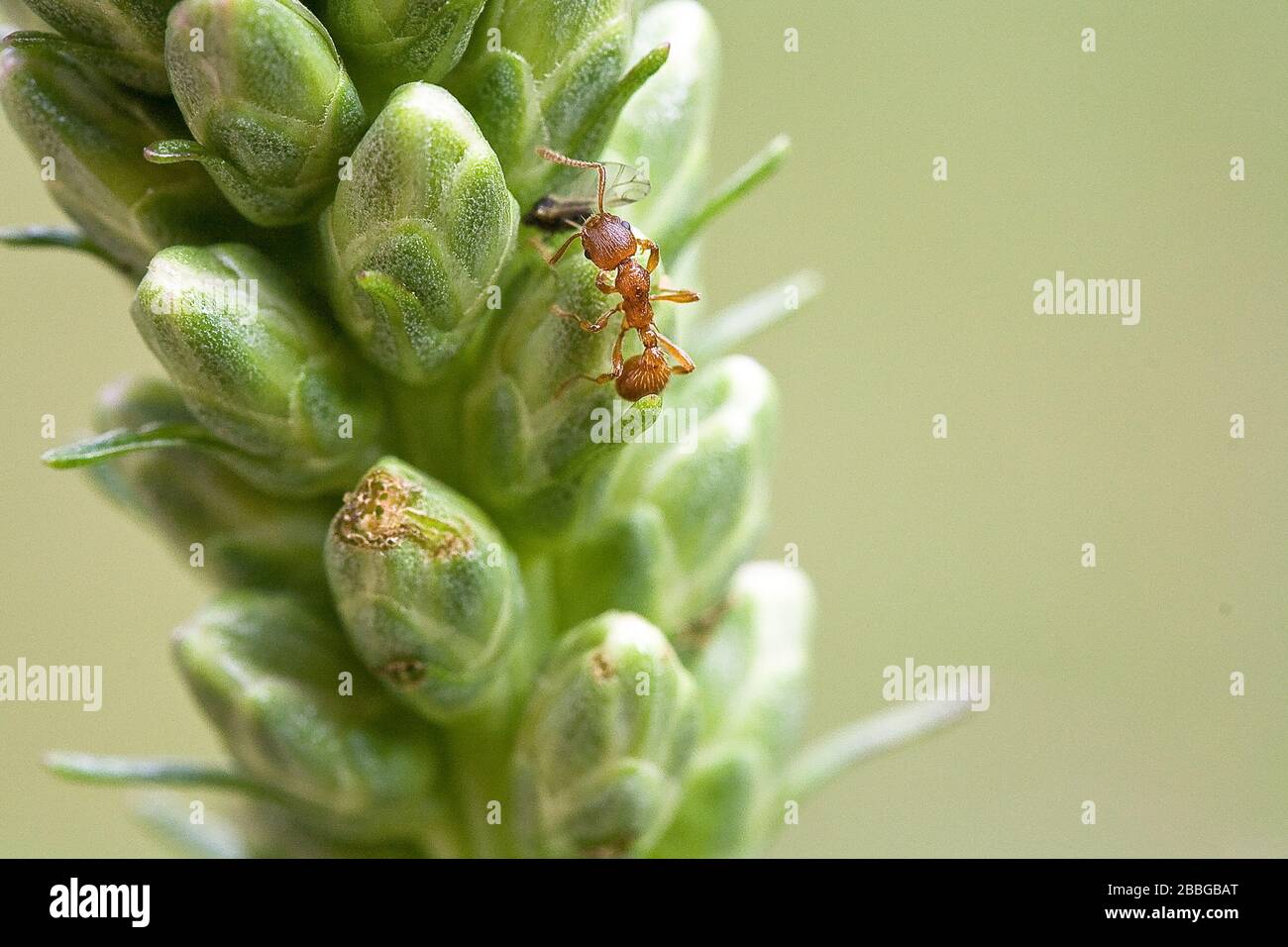 Red Ant Color Code Red color insects hi-res stock photography and images - Alamy