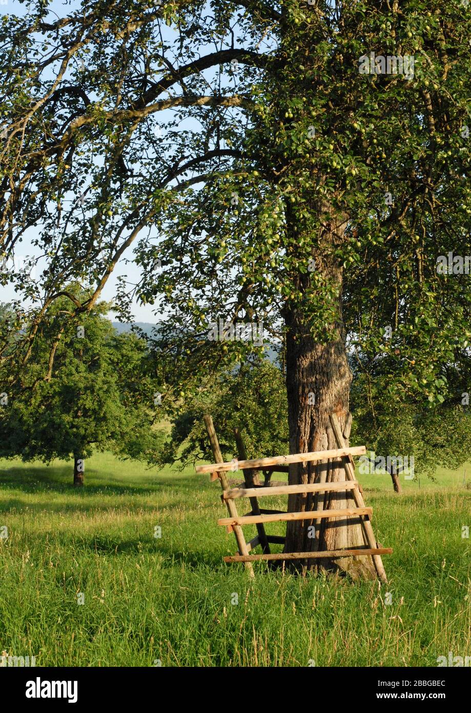 orchard in morning light Stock Photo