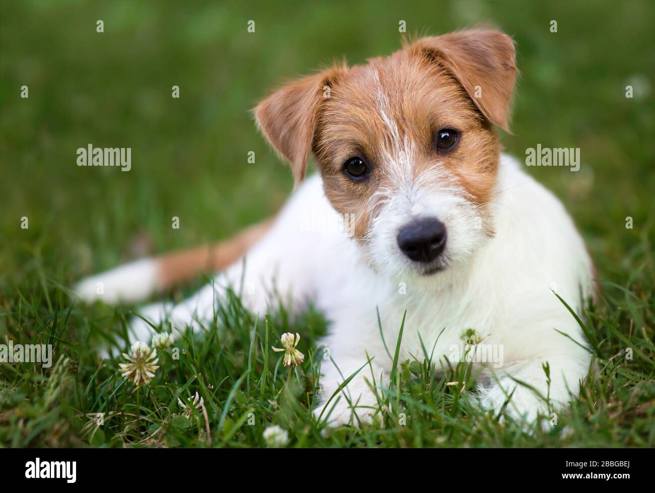 Healthy pet concept happy jack russell puppy dog looking in the grass