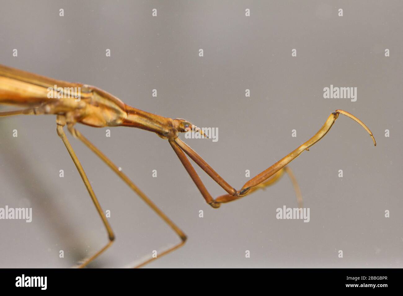 Needle bug (Ranatra linearis) Stock Photo