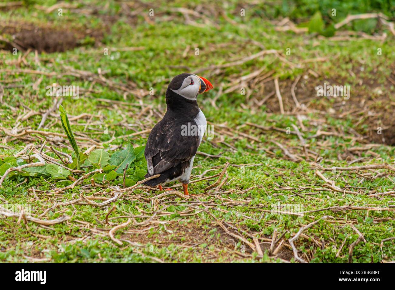 Puffin by its burrow in the breeding season, Farne Islands, Northumberland, UK. May 2018. Stock Photo