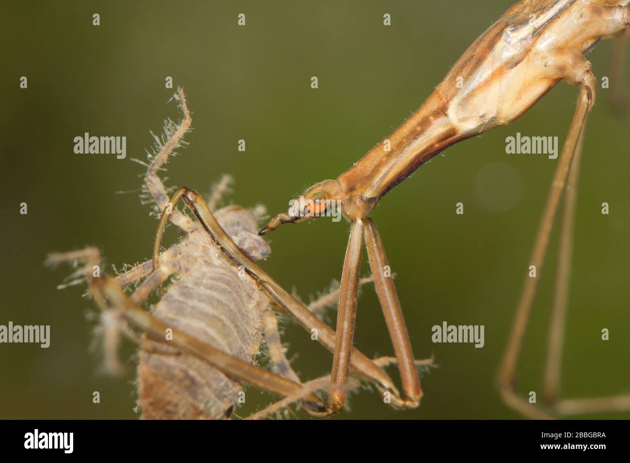 Needle bug (Ranatra linearis) Stock Photo