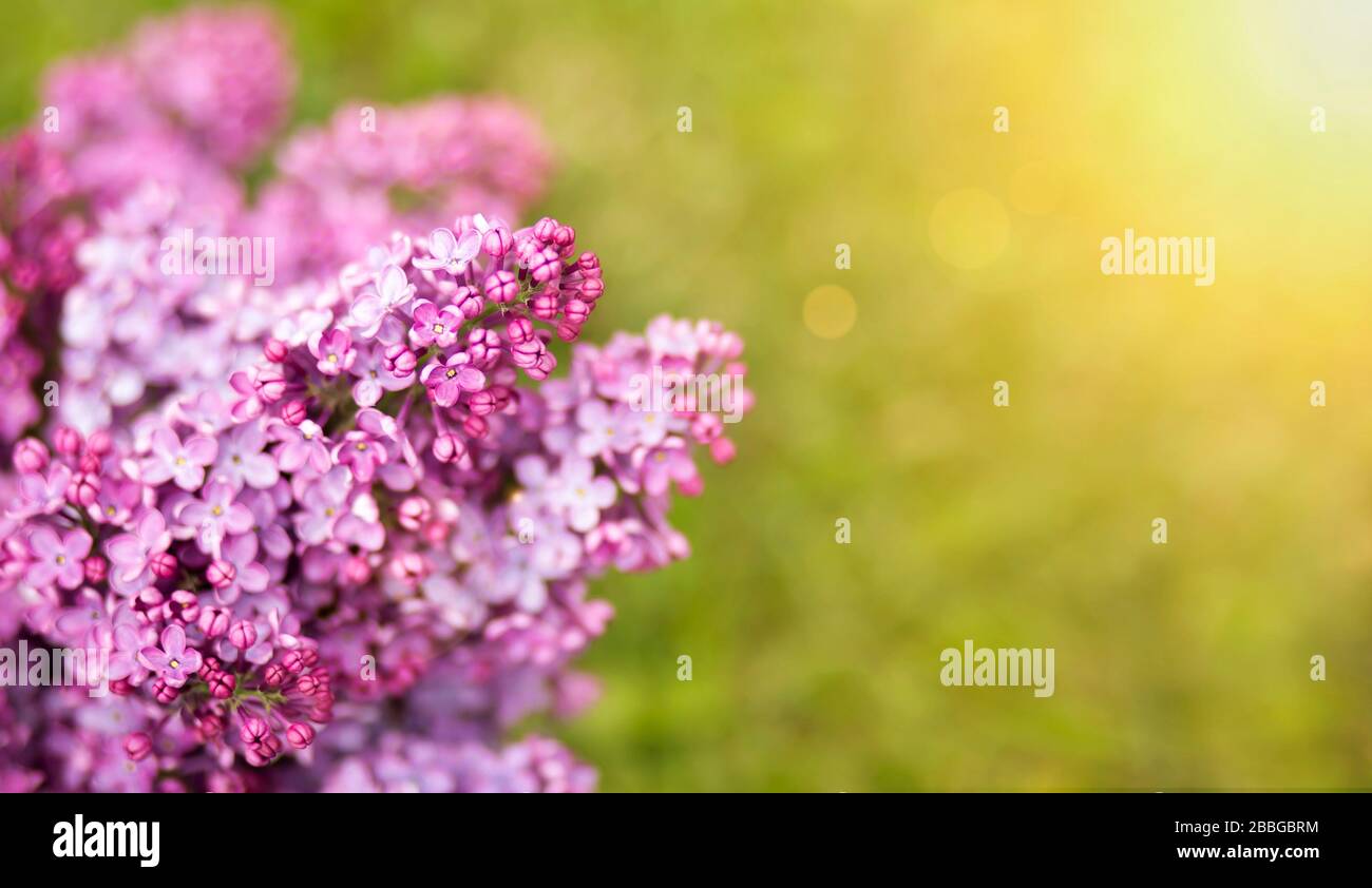 Spring forward, springtime concept - web banner, background of purple ...