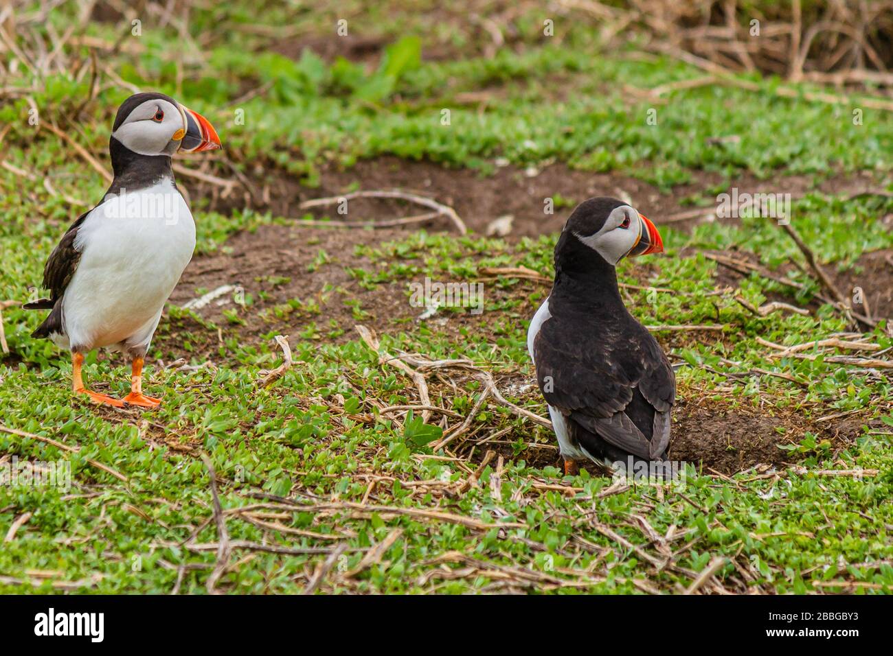 Puffins by their burrow in the breeding season, Farne Islands, Northumberland, UK. May 2018. Stock Photo