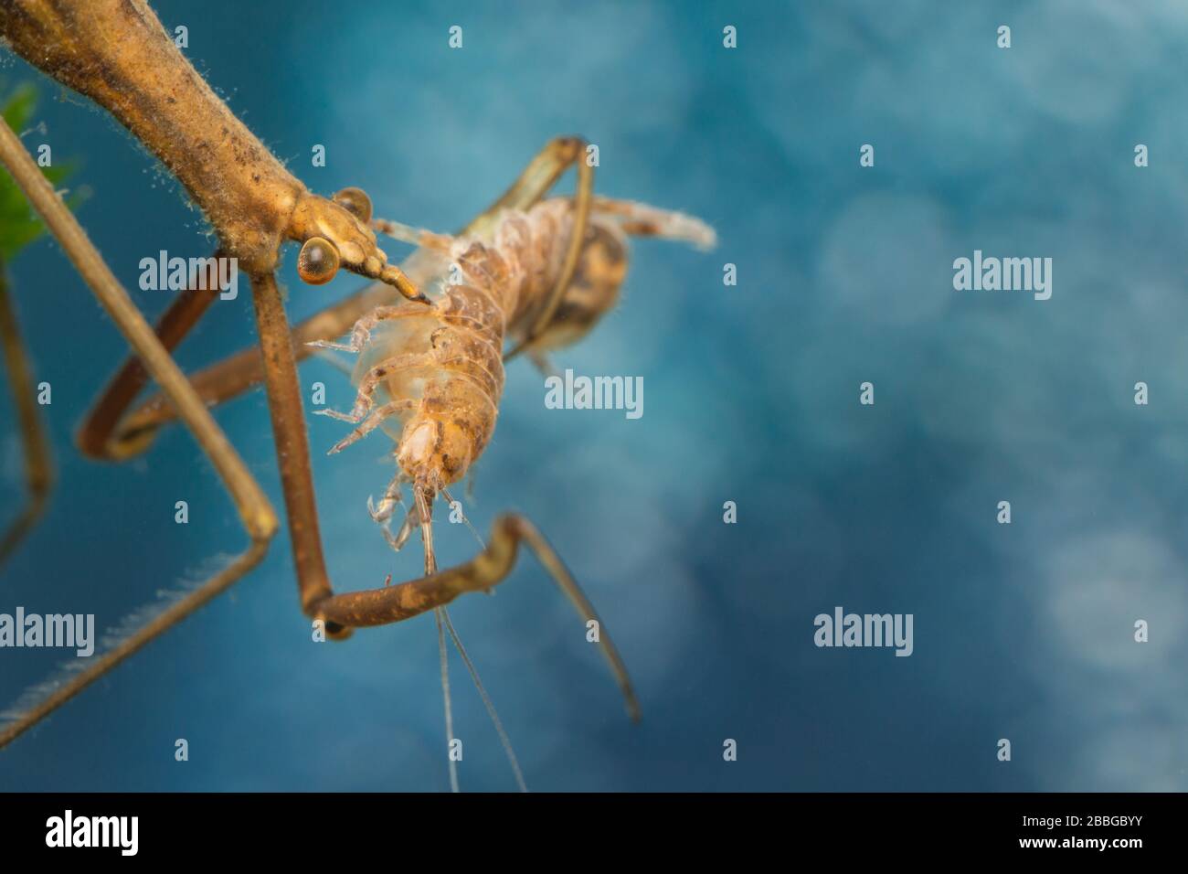 Needle bug (Ranatra linearis Stock Photo Alamy