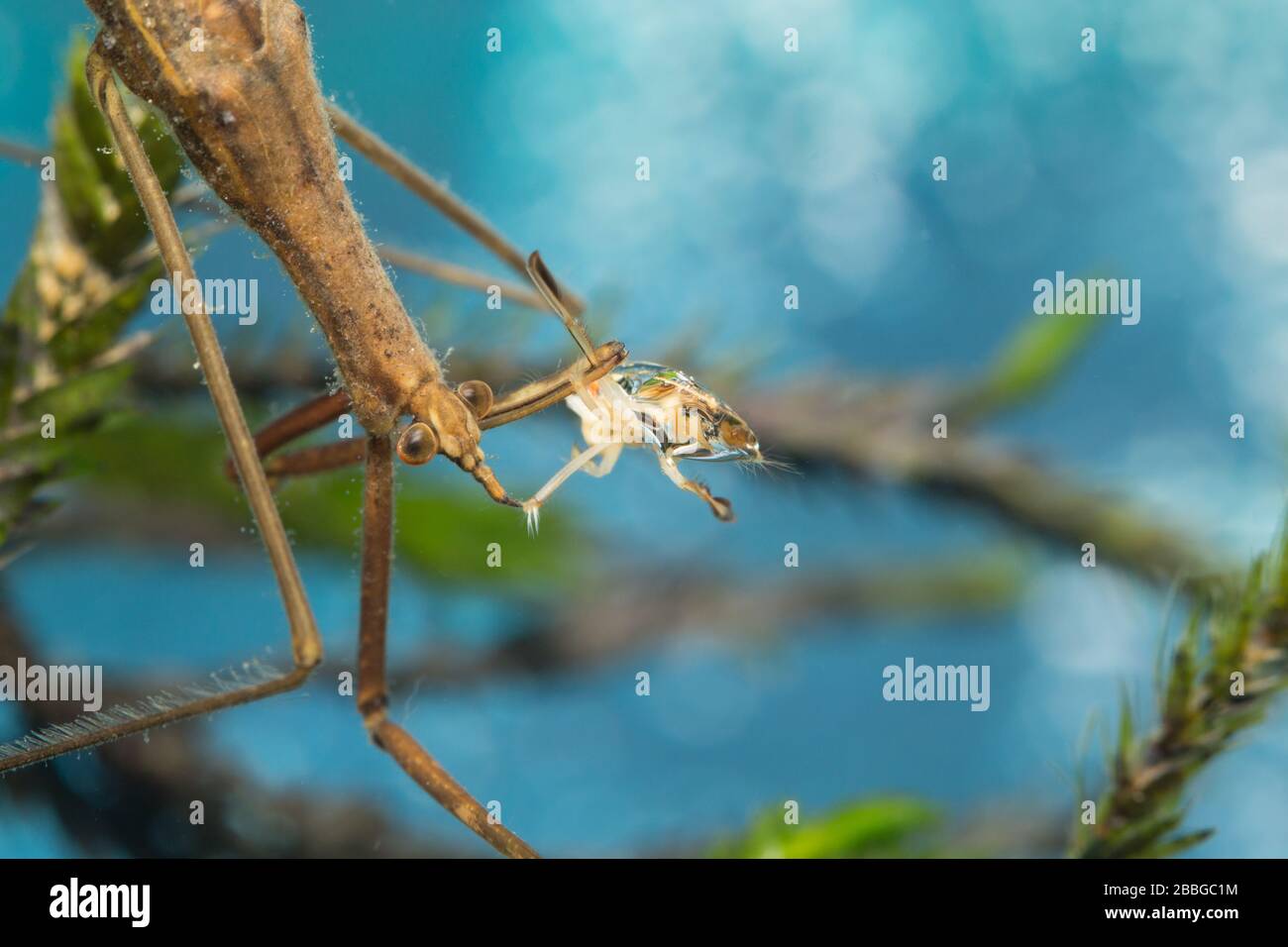 Needle bug (Ranatra linearis) Stock Photo