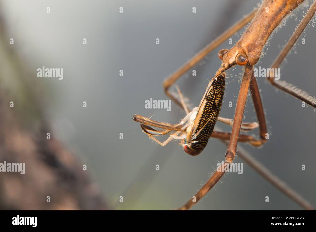 Needle bug (Ranatra linearis) Stock Photo