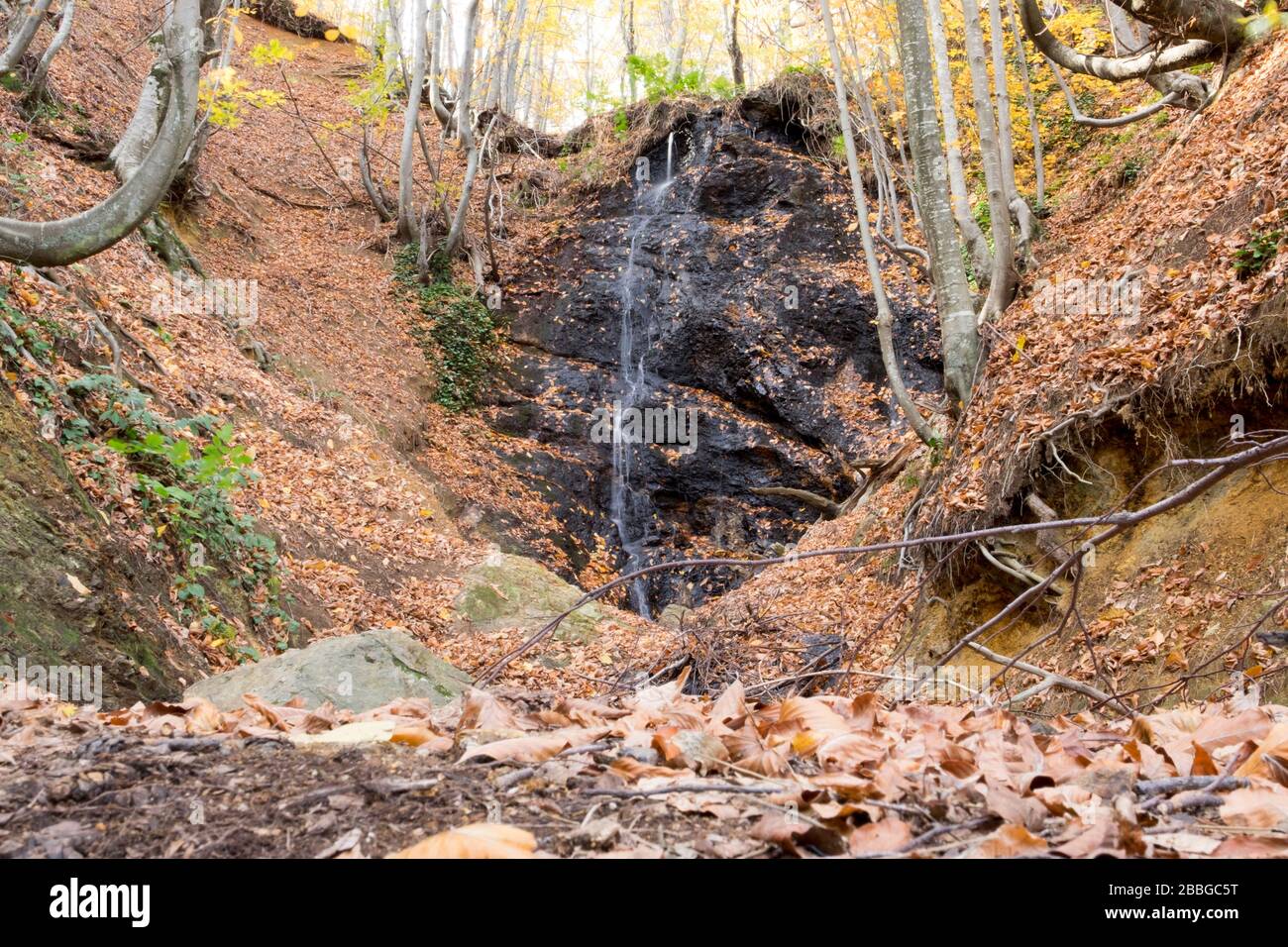 There is a small secret lake in a forest. And also, there is a ...