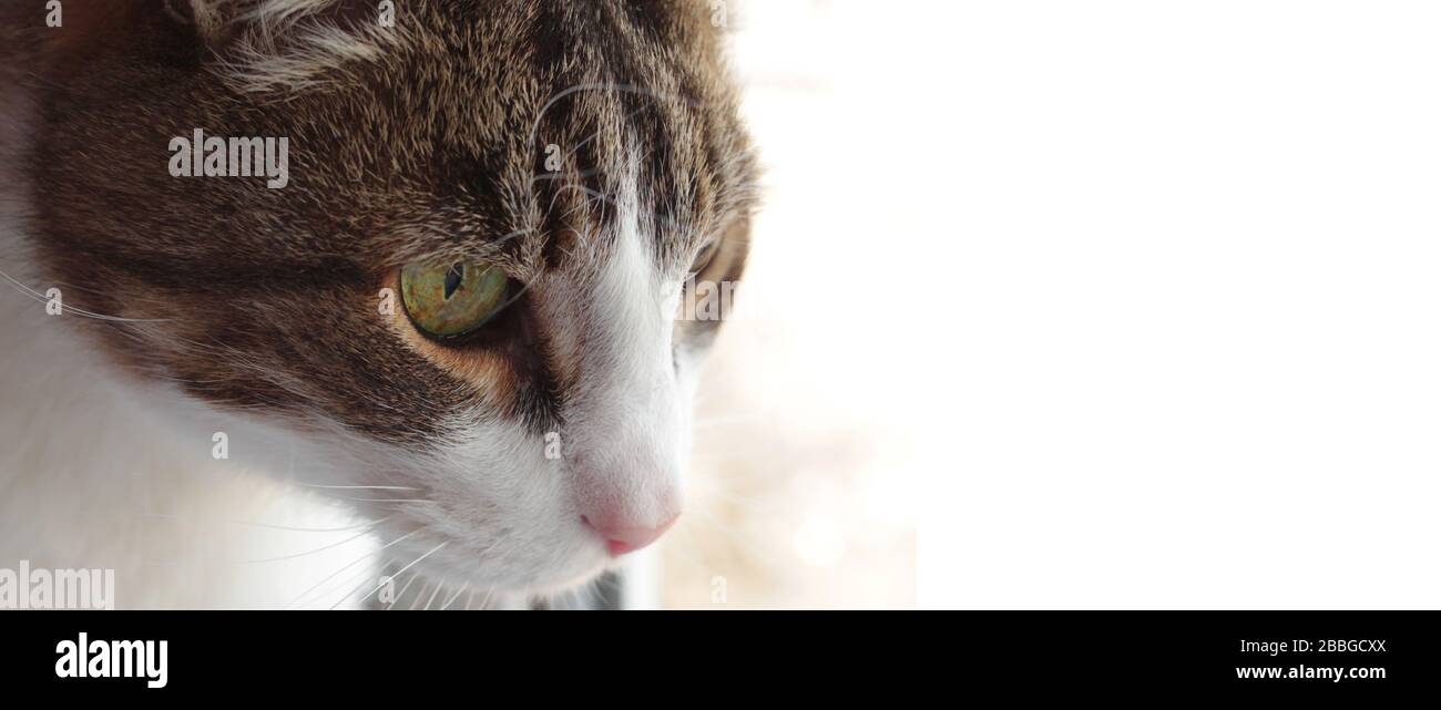 Cats yellow green eyes, nose, profile closeup macro view on white