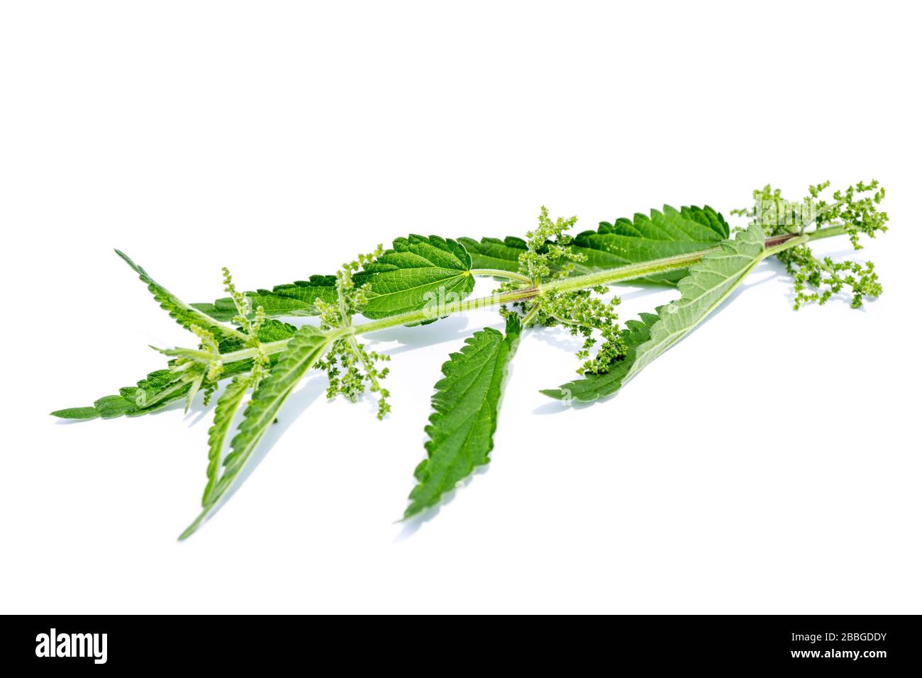 Nettle isolated on white backgroundNettle isolated on white background Stock Photo