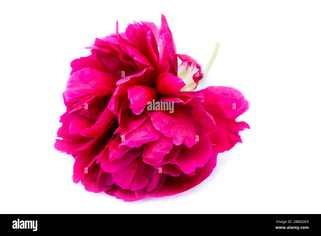 Pink peony isolated on white background Stock Photo