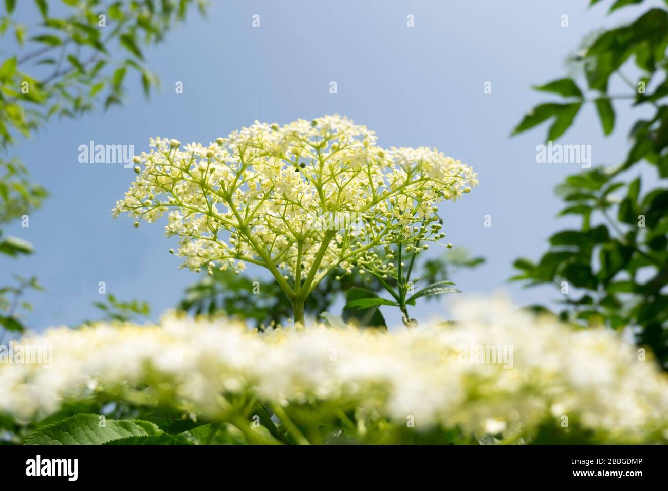 green plant and small particles on it Stock Photo - Alamy