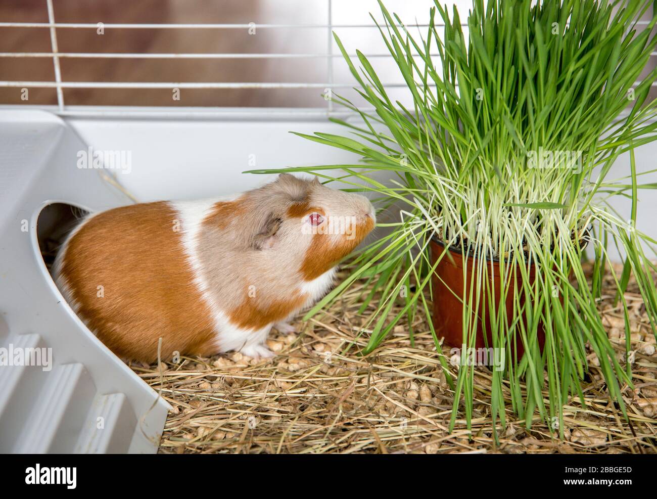 Domestic guinea pig (Cavia porcellus), eating fresh cat grass in winter in cage at home Stock